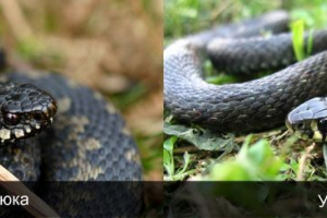 Jak odróżnić hors z vipera?